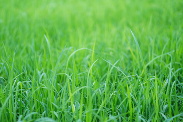 Close up image of rice field in green season