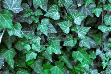 Green ivy leaves close up, background