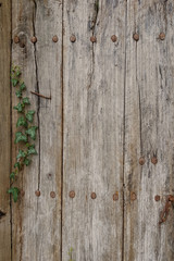 Old weathered wooden front door with green leaves in front of it