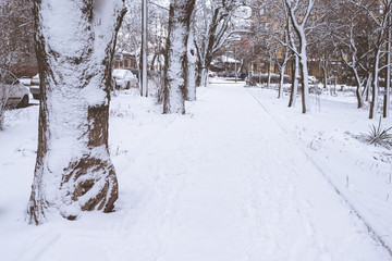 tree bark close up in the snow. tree trunks in snowy winter. snow tree in the park