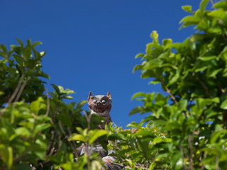 青空と木々に覆われたかわいいシーサー
