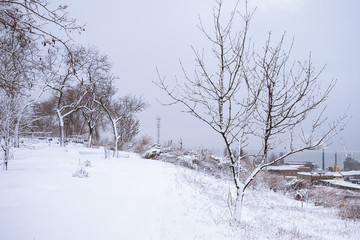 tree in the snow against the background of a smoking plant. beautiful bare tree in winter.