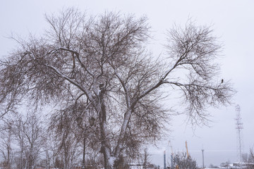 black crow sits on a tree branch in winter. a snow tree stands alone with a raven on the branches.