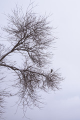 black crow sits on a tree branch in winter. a snow tree stands alone with a raven on the branches.