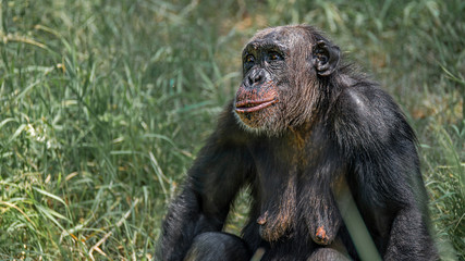 Portrait of curious wondered adult Chimpanzee in tall grass
