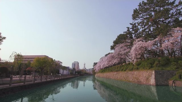 駿府城と満開の桜がお堀に反射する静かな風景