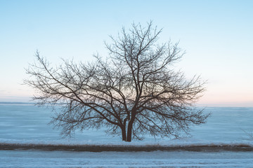 lonely tree in winter against the background of a beautiful sky. bare tree on the background of snowy wasteland