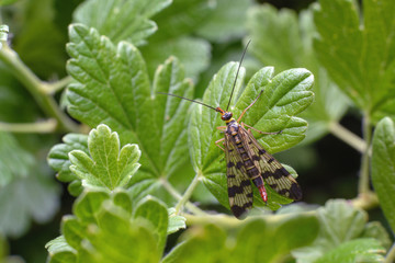 A small insect with transparent spotted wings on a green leaf. Top view. Macro photography of insects, copy space, selective focus.