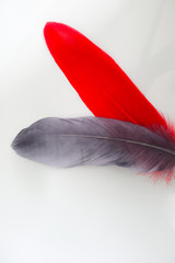 Beautiful abstract texture color red gray blue and black feathers on white isolated background and pattern wallpaper