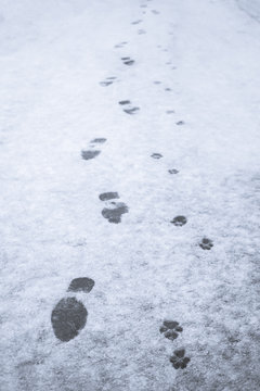 traces of a man and his dog in the snow. beautiful picture of snow tracks dog owner. friendship of man and dog