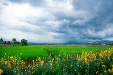 Field of Flowers in Front of a Green Rice Paddy and Story Blue Sky with Grey Clouds in Thailand, the Green Rice Fields in Trang.