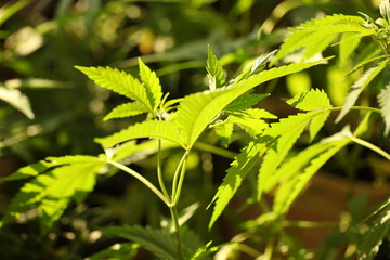 cannabis hemp plant outdoor