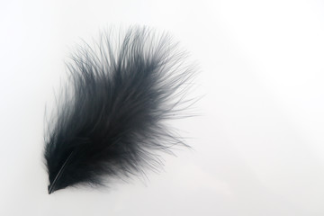 Obraz premium Beautiful abstract texture color red gray blue and black feathers on white isolated background and pattern wallpaper