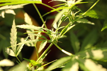 cannabis hemp plant outdoor