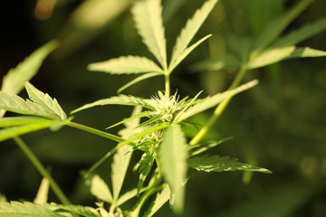 cannabis hemp plant outdoor