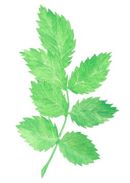 green twig with leaves, hand-drawn watercolor painting