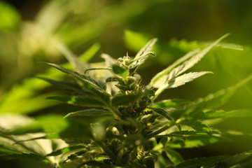 cannabis hemp plant outdoor
