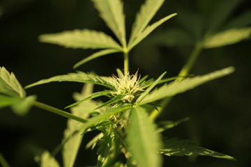 cannabis hemp plant outdoor