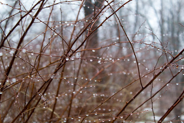 Drops of water on branches of park bush into nature rainy foggy weather grey day 