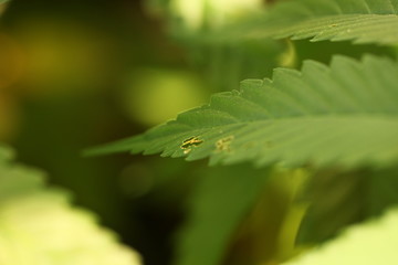 cannabis hemp plant outdoor