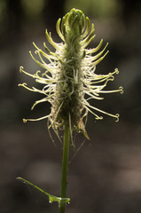 Phyteuma spicatum; spiked rampion flowering in woods above Walenstadt, Swiss Alps