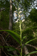 Cephalanthera longifolia; Sword-leaved Helleborine orchid in woods above Walenstadt, Swiss Alps