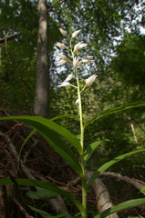 Cephalanthera longifolia; Sword-leaved Helleborine orchid in woods above Walenstadt, Swiss Alps