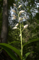 Cephalanthera longifolia; Sword-leaved Helleborine orchid in woods above Walenstadt, Swiss Alps