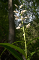 Cephalanthera longifolia; Sword-leaved Helleborine orchid in woods above Walenstadt, Swiss Alps