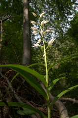 Cephalanthera longifolia; Sword-leaved Helleborine orchid in woods above Walenstadt, Swiss Alps