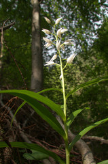 Obraz na płótnie Canvas Cephalanthera longifolia; Sword-leaved Helleborine orchid in woods above Walenstadt, Swiss Alps