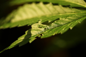 cannabis hemp plant outdoor