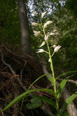 Cephalanthera longifolia; Sword-leaved Helleborine orchid in woods above Walenstadt, Swiss Alps