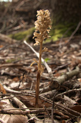 Neottia nidus-avis; Bird's-nest orchid in woods above Walenstadt, Swiss Alps