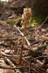 Neottia nidus-avis; Bird's-nest orchid in woods above Walenstadt, Swiss Alps
