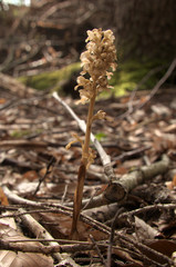Neottia nidus-avis; Bird's-nest orchid in woods above Walenstadt, Swiss Alps