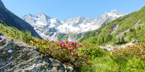 Panorama einer Berglandschaft mit Alpenrosen und Gletscher im Hintergrund - obrazy, fototapety, plakaty