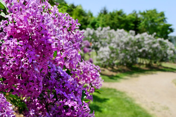 Colorful (Vilolet, White, Pink) Lilac flower with blue sky at Kawashimo Park, Sapporo, Hokkaido