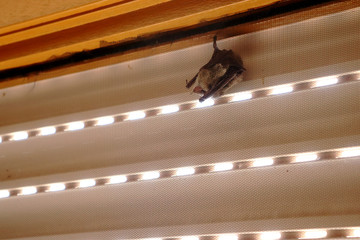 Bat sleeping in a window