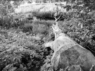 The sawn old big tree. Cutting of trees.