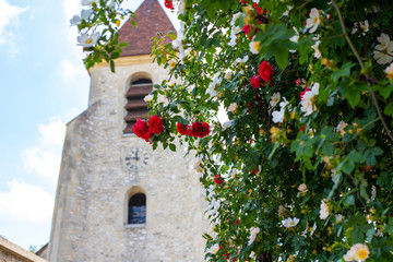 Fototapeta na wymiar Shrub roses blooming against the background of the chapel. Blurred background of the Gothic church for red roses blooming.
