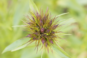 Turkish carnation in the backyard. Unopened Turkish carnation.