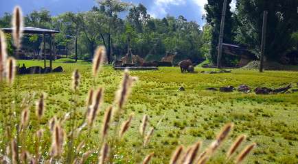Fototapeta na wymiar Beerwah, Australia - Apr 22, 2019. Southern white rhinoceros and giraffes in the African Safari exhibit of Australia Zoo which is located in Queensland. Native Australian grass in the foreground.