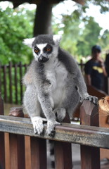 Ring-tailed lemur, or cat lemur, or Katta (Lemur catta) the most famous species of the lemur family. Found in the South and South-West of the island of Madagascar in the dry open spaces and forests