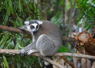 Ring-tailed lemur, or cat lemur, or Katta (Lemur catta) the most famous species of the lemur family. Found in the South and South-West of the island of Madagascar in the dry open spaces and forests