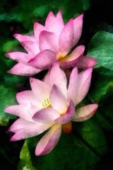 Lotus blooming flower in pond watercolor painting wallpaper background
