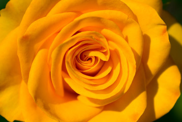 Yellow rose flower. Close-up. Macro.