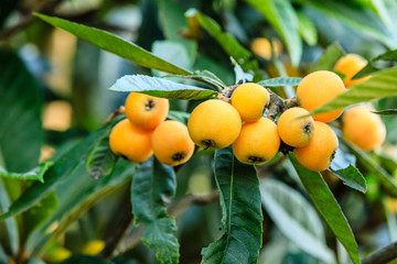 Ripe fruit loquat on tree in the garden