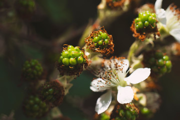 Blackberry flowering bush with green berries. Pink flowers of beautiful blackberry bush in spring. Bush with beautiful ripening blackberry berries. Many unripe green berries in the garden.