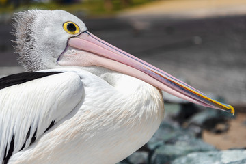 Side image of an Australian pelican with its beak resting on its protruded chest. Patiently waiting for the next meal